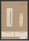 Synedra ulna var. obtusa (W. Sm.) V. H. (de-Toni-Nr.: Genus 66, Species 2584) Zeichnungen Sammlung Grunow Nr. 5214 (NHMW-BOT-W0373581)